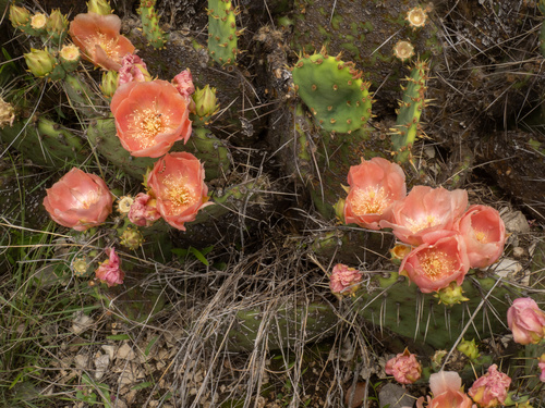 Opuntia atrispina, photograph 4