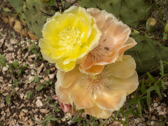 Opuntia atrispina, photograph (c) Turner Brockman, some rights reserved (CC BY-SA)