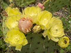 Opuntia atrispina, photograph (c) Turner Brockman, some rights reserved (CC BY-SA)