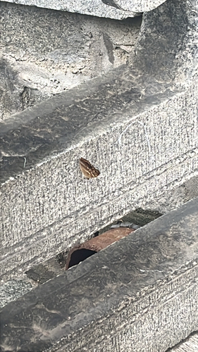 Lesser Purple Emperor