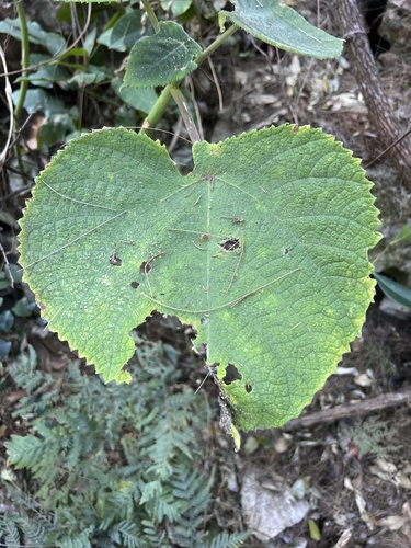 Gympie Stinging Tree