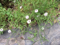 Glandularia lilacina