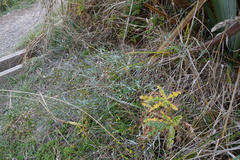 Senecio quadridentatus