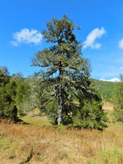 Quercus sideroxyla