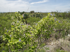 Salvia ballotiflora