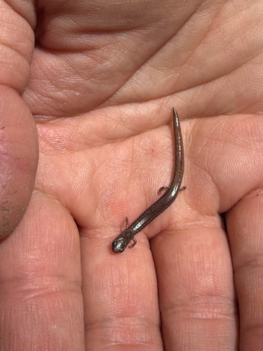 iNaturalist observation photo of California Slender Salamander
