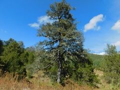 Quercus sideroxyla