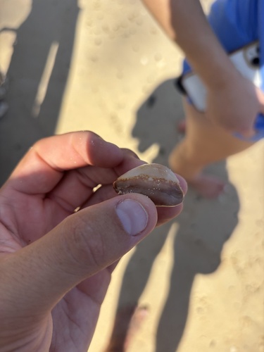 Cypraea caputserpentis observed 2026-07-30