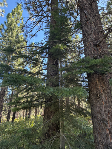 iNaturalist observation photo of white fir
