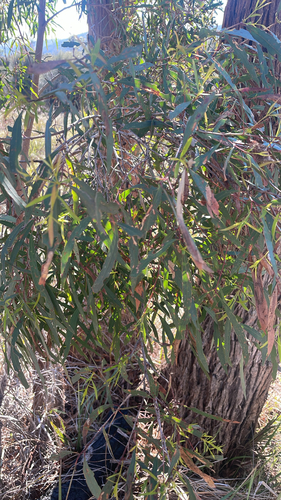 Eucalyptus amygdalina observed 2026-07-31