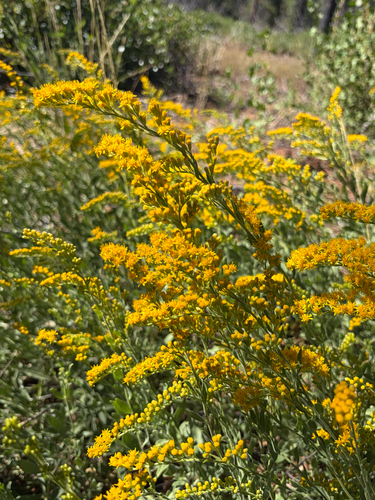 iNaturalist observation photo of velvety goldenrod