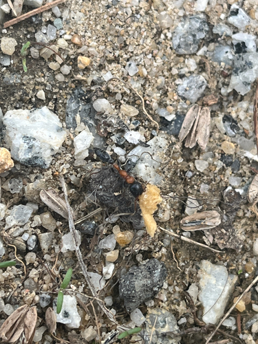 Arboreal Bicolored Slender Ant