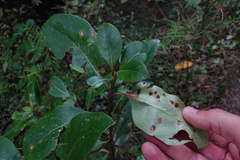 Puccinia coprosmae