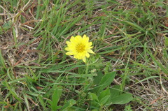 Pyrrhopappus pauciflorus