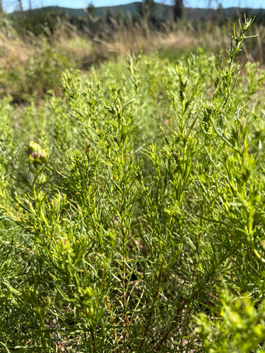 iNaturalist observation photo of Bloomer's goldenbush