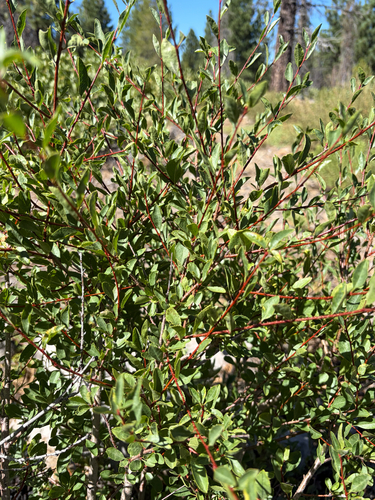 iNaturalist observation photo of Bitter cherry