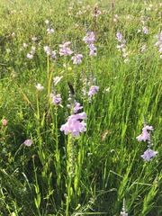 Physostegia intermedia
