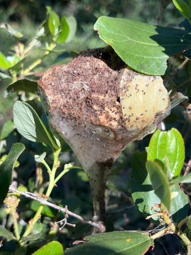 iNaturalist observation photo of Western Tent Caterpillar Moth