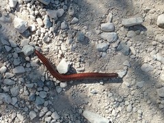 Orthoporus