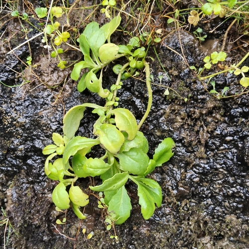 Senecio matatini observed 2026-07-31