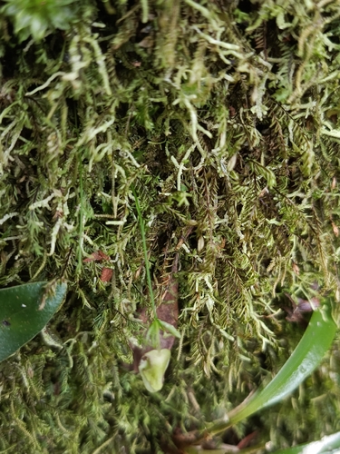 Utricularia jamesoniana, photograph 3