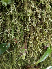 Utricularia jamesoniana, photograph author not stated, no rights reserved