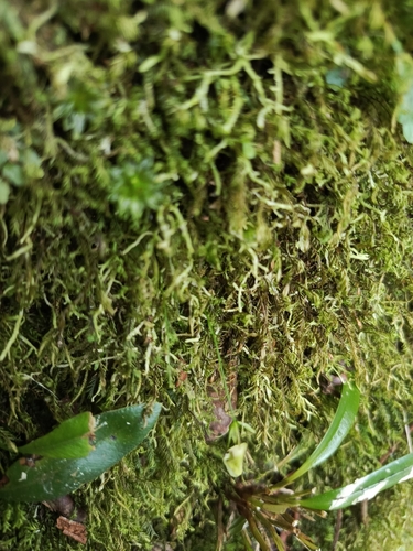 Utricularia jamesoniana, photograph 4