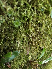 Utricularia jamesoniana, photograph author not stated, no rights reserved