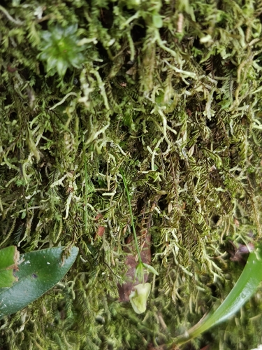 Utricularia jamesoniana, photograph 5