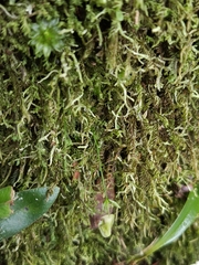 Utricularia jamesoniana, photograph author not stated, no rights reserved