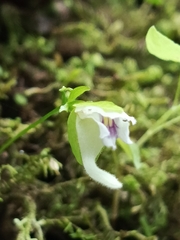 Utricularia jamesoniana, photograph author not stated, no rights reserved