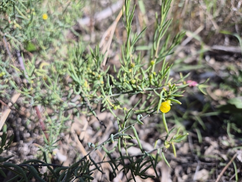 ruby saltbush