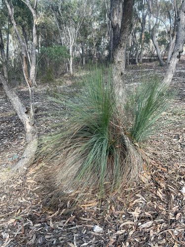 Austral Grass-tree