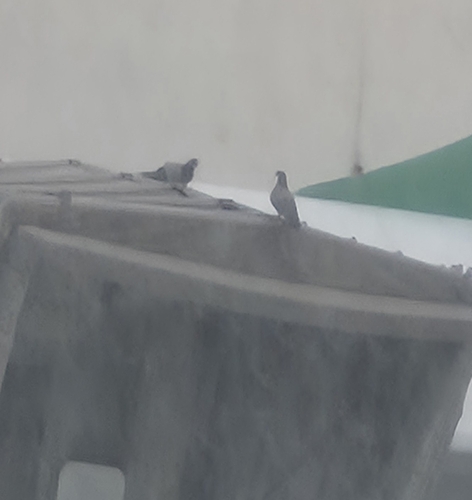Feral Pigeon