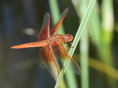 Libellula saturata