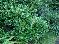 Brachyglottis buchananii