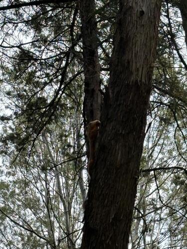 Yesterday's Animal