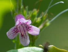 Penstemon triflorus