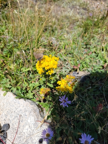 iNaturalist observation photo of Edith's Copper