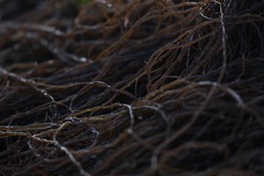 Gracilariopsis