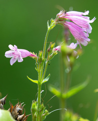 Penstemon triflorus