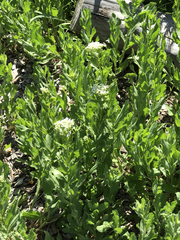 Lepidium draba