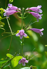 Penstemon triflorus