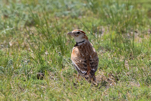Mongolian Lark (Melanocorypha mongolica), photo 2