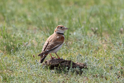 Mongolian Lark (Melanocorypha mongolica)