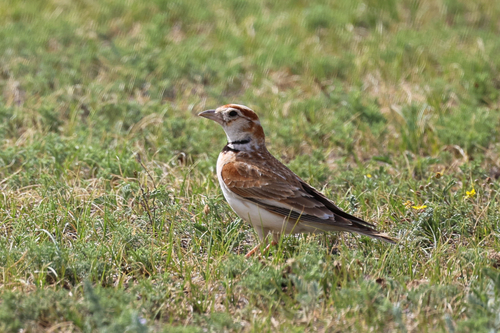Mongolian Lark (Melanocorypha mongolica), photo 5