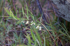 Polygonatum sibiricum