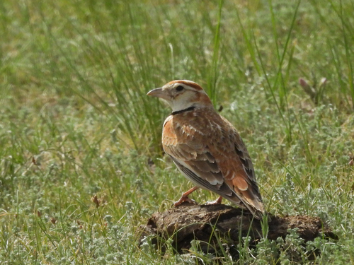 Mongolian Lark (Melanocorypha mongolica), photo 7