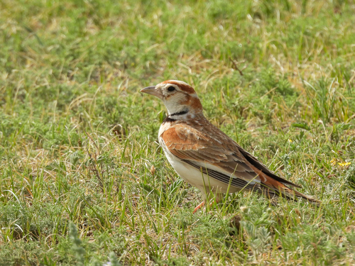 Mongolian Lark (Melanocorypha mongolica), photo 6