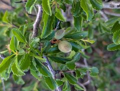 Prunus pedunculata